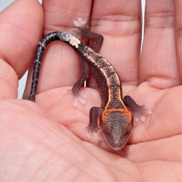 Sable Pied