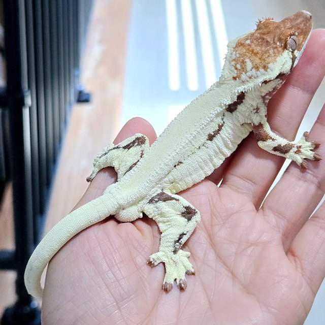 100% Het Axanthic Frappuccino