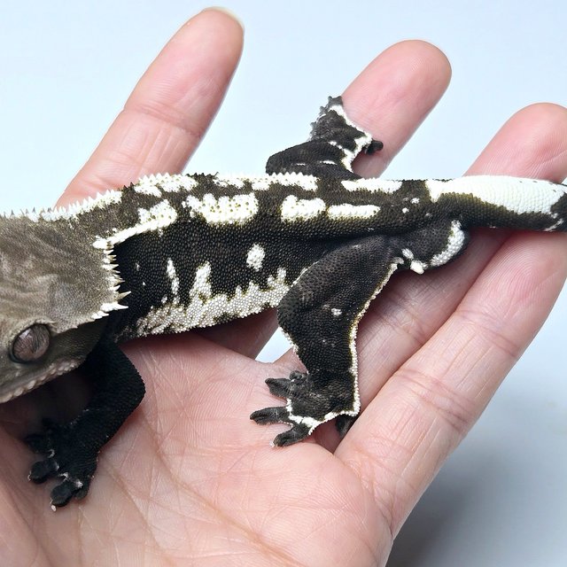 Axanthic