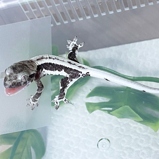 릴잔틱