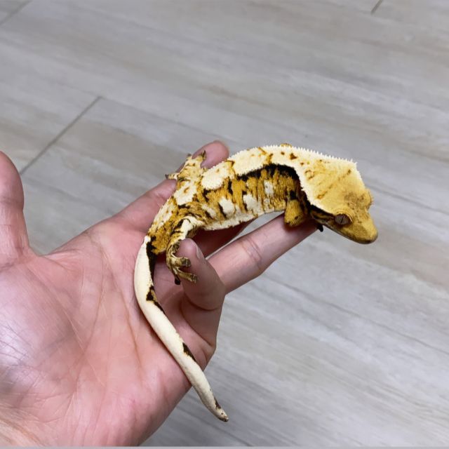 트라이 익스트림할리퀸 바브