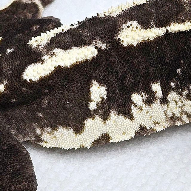 Axanthic