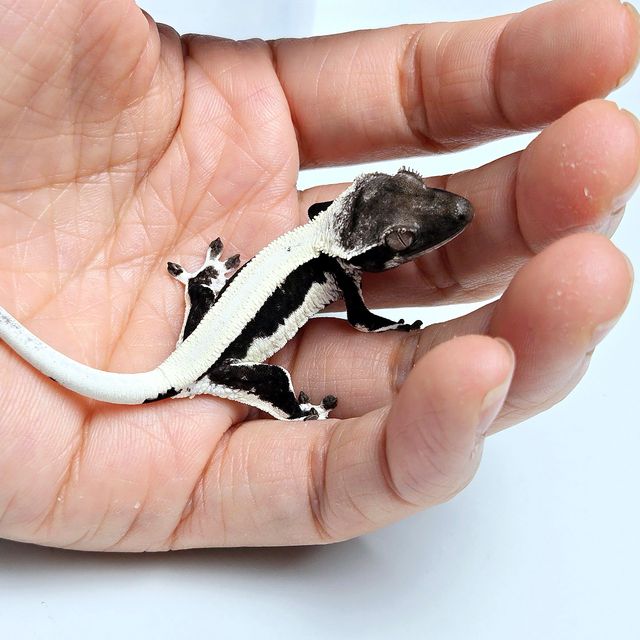 릴잔틱