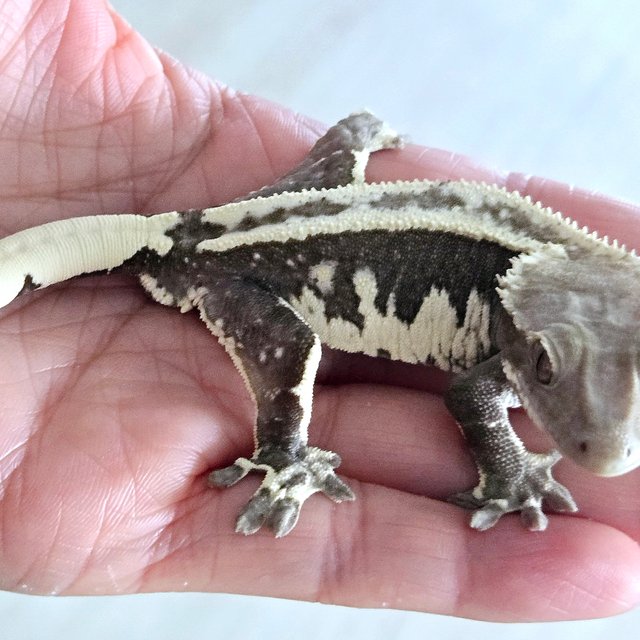 Axanthic