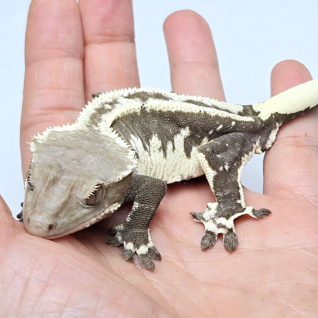 Axanthic