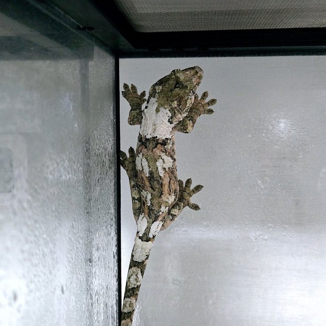 Pine Island White Collar