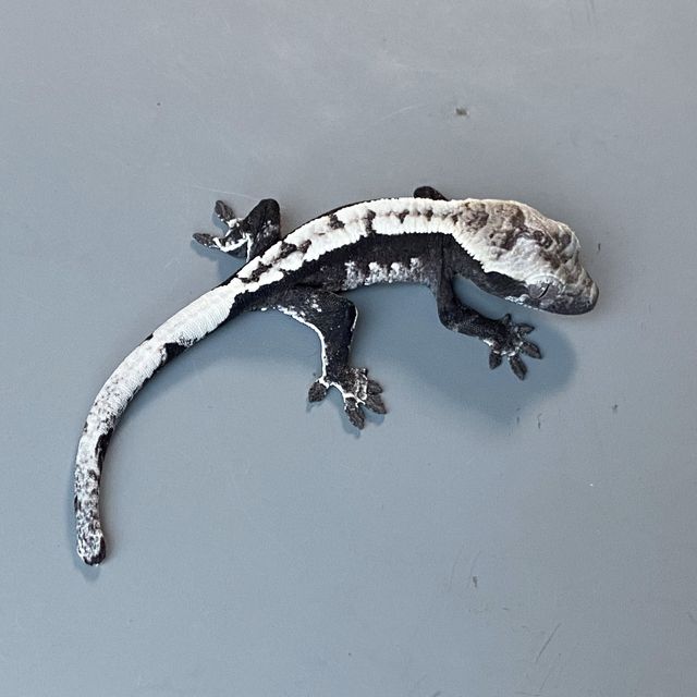 아잔틱