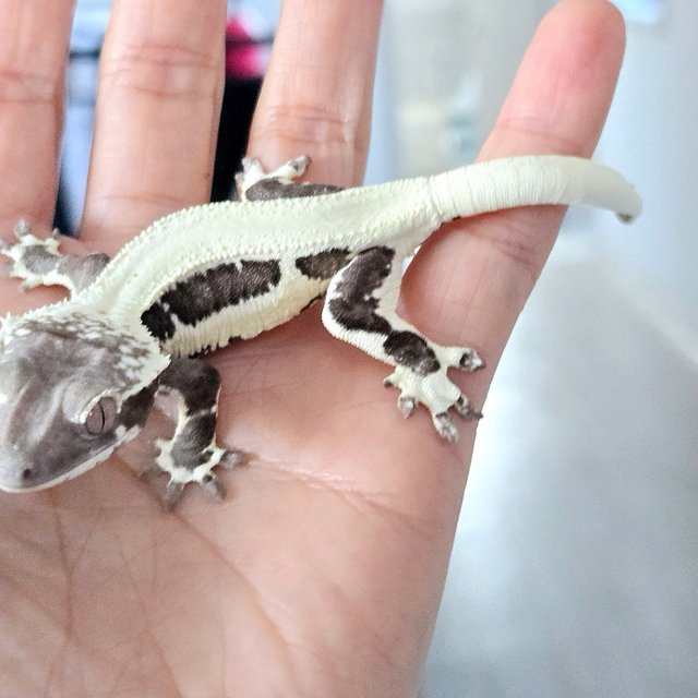 Lilly Axanthic