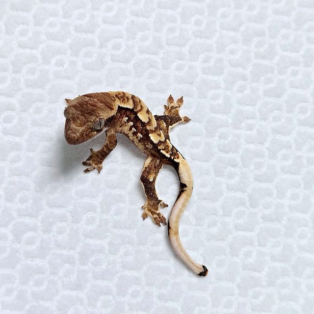 트라이