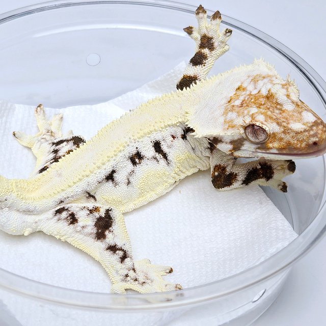 Lilly 100% Het Axanthic