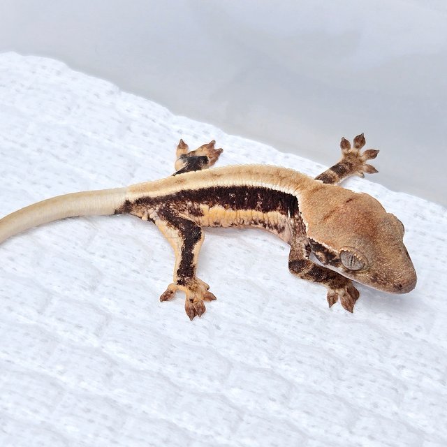 릴리100%헷아잔틱