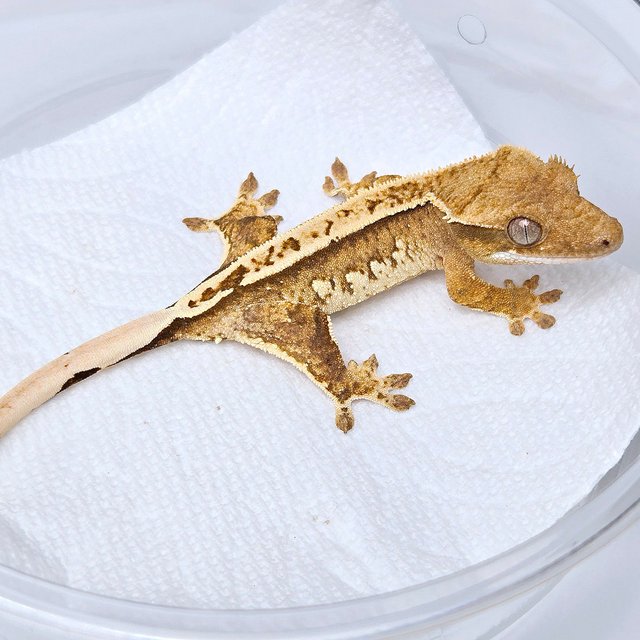 100% Het Axanthic