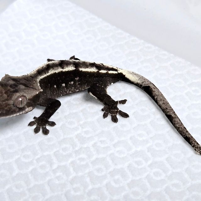 아잔틱