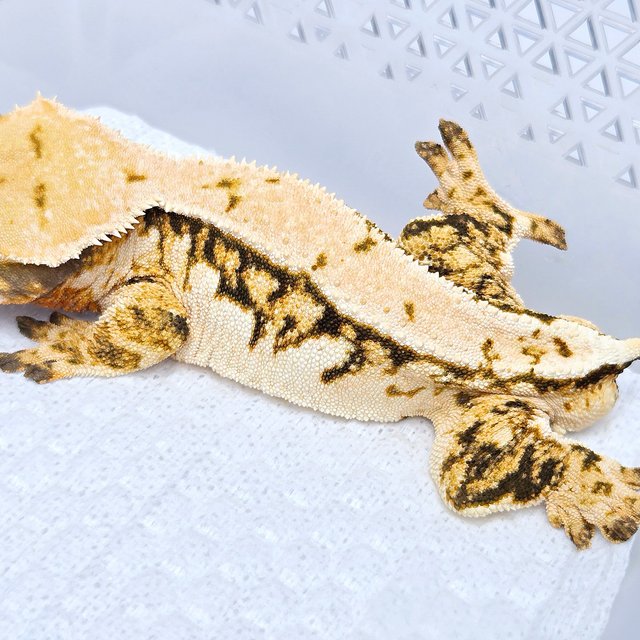 100% Het Axanthic