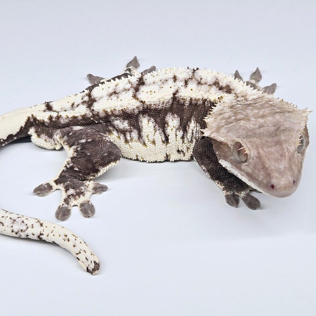 Axanthic