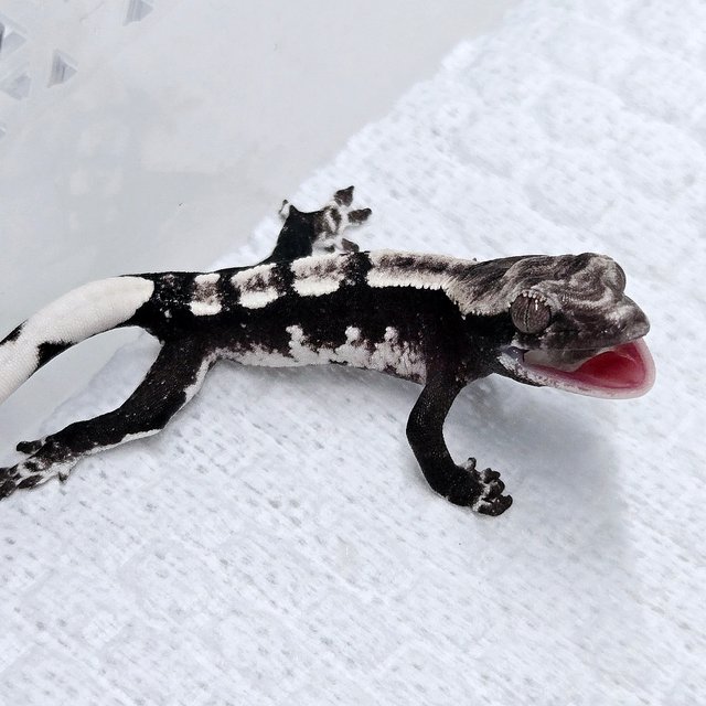 Axanthic