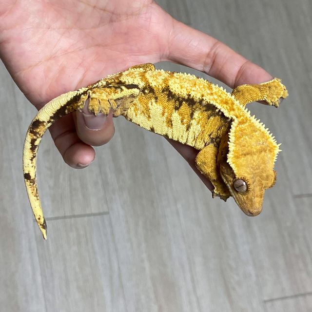 트라이