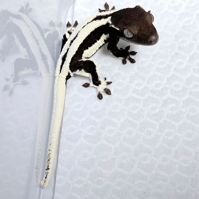 릴잔틱