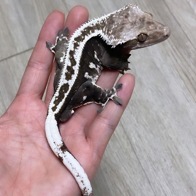 아잔틱
