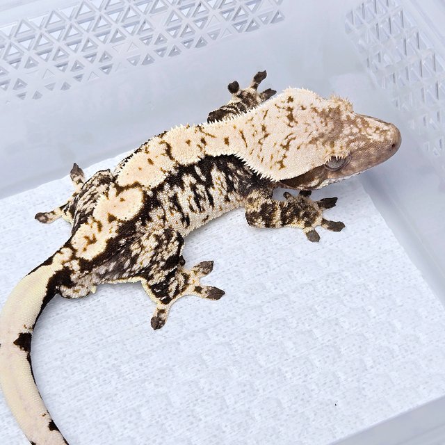 100% Het Axanthic