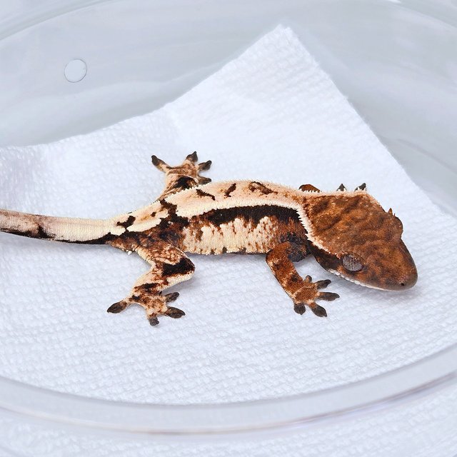 세이블 100%헷아잔틱