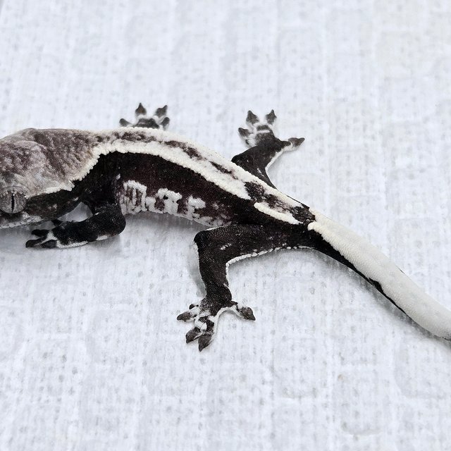 Axanthic