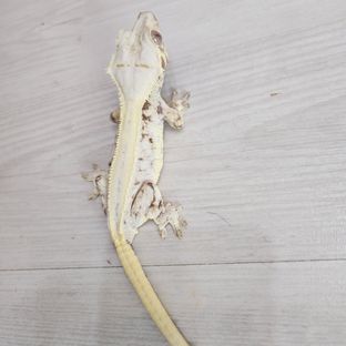 우유