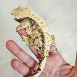 트라이