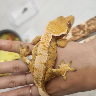 트라이