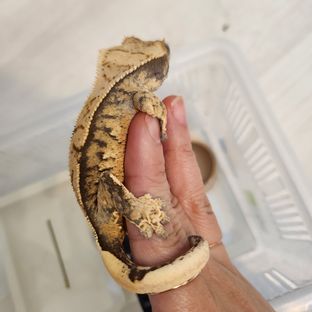 트라이