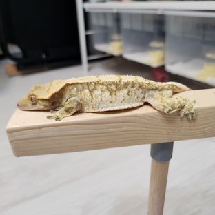 트라이
