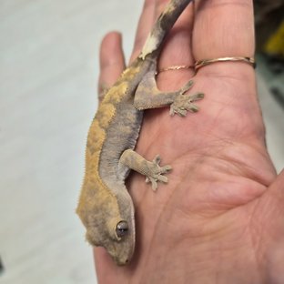 100%헷아잔틱 카푸치노