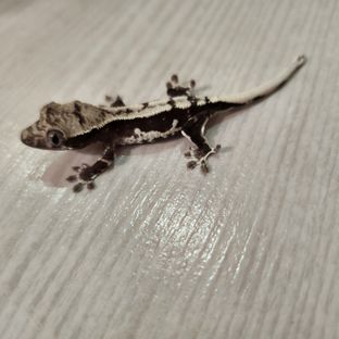 릴잔틱