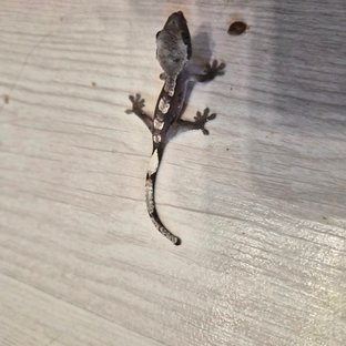 아잔틱