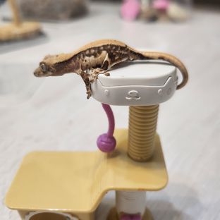릴리화이트