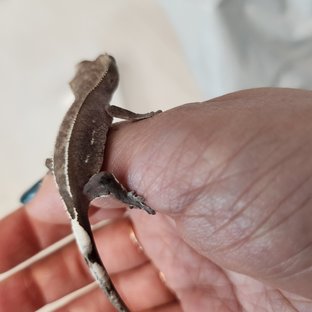 아잔틱