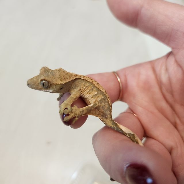 트라이
