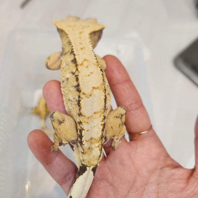 트라이