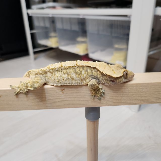 트라이