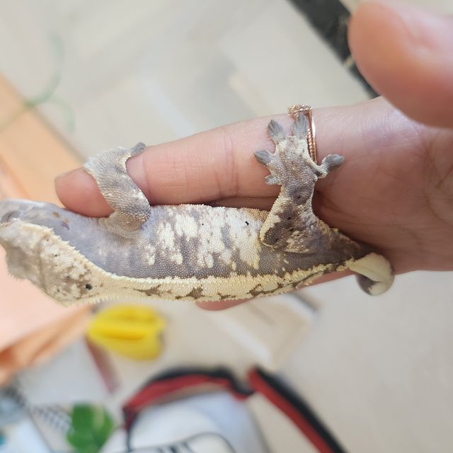 세이블