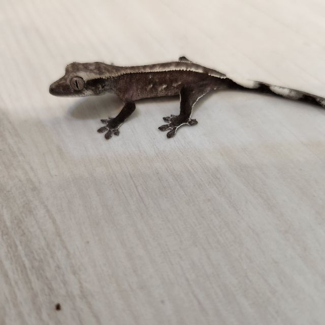 아잔틱