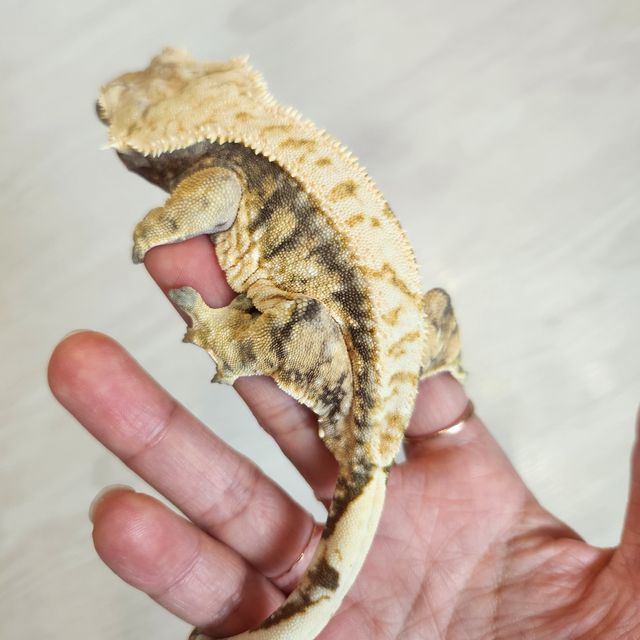트라이