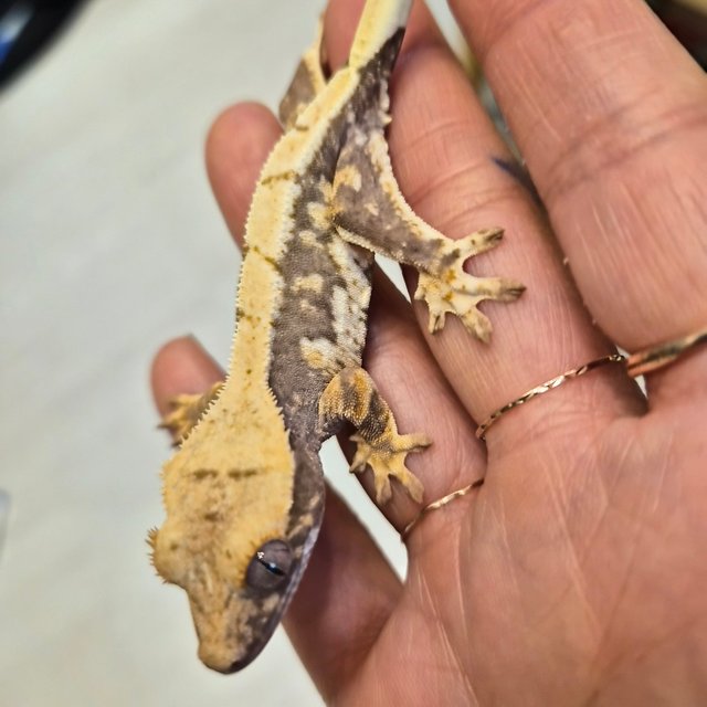 100%헷아잔틱 릴리100%헷아잔틱