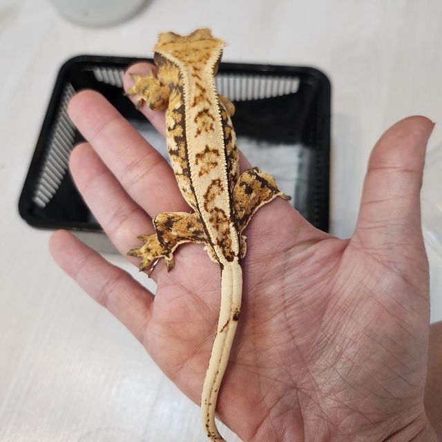 트라이