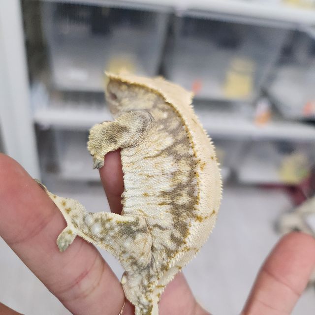트라이