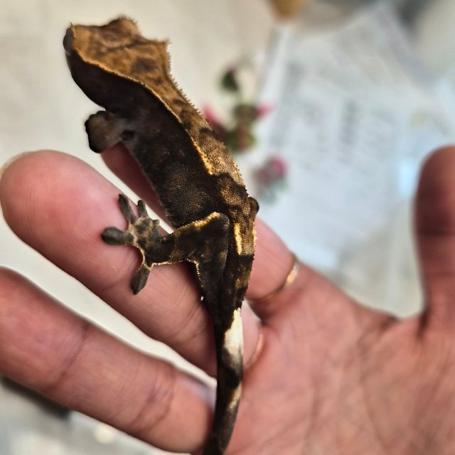 100%헷아잔틱 카푸치노