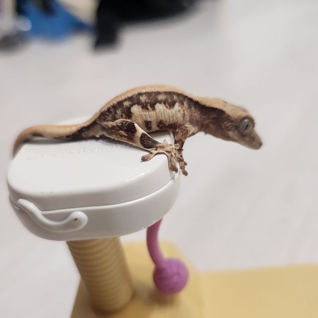 릴리화이트