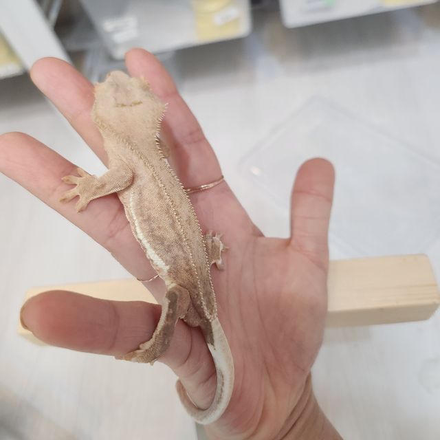 릴리100%헷아잔틱 팬텀