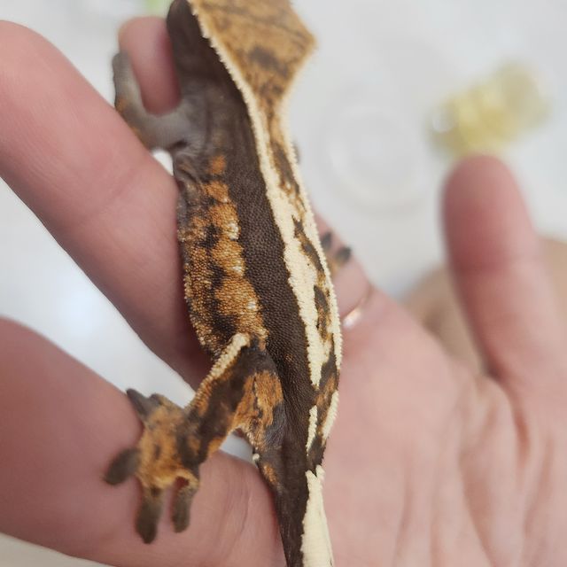 세이블
