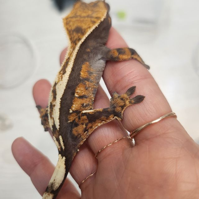 세이블